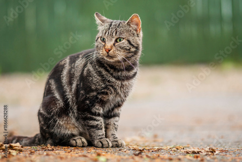 Brown tabby cat sitting in a street. Selective focus. Wild cat portrait.