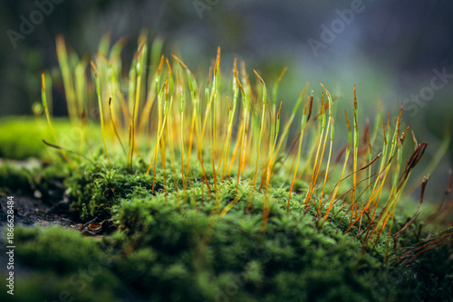 Macro photography of moss with long thin green-orange sporophytes