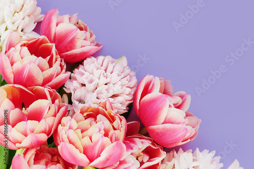 Vibrant pink tulips and white flowers arranged beautifully on a soft purple background. Copy space