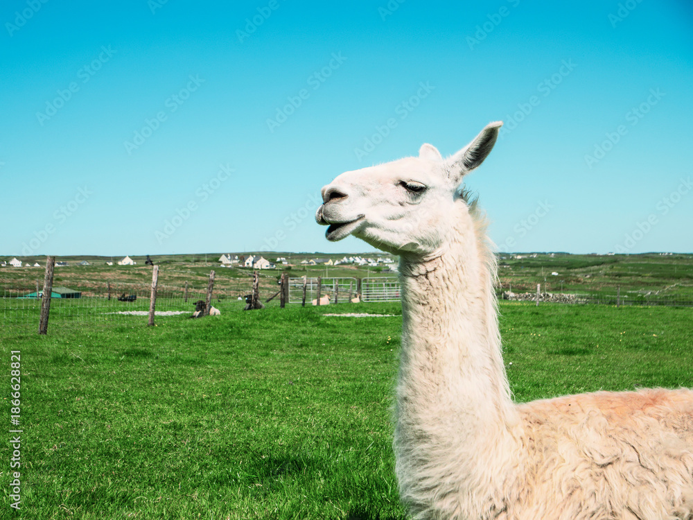 Obraz premium Portrait of a funny looking alpaca in a open zoo farm on a green field on a warm sunny day with blue sky.