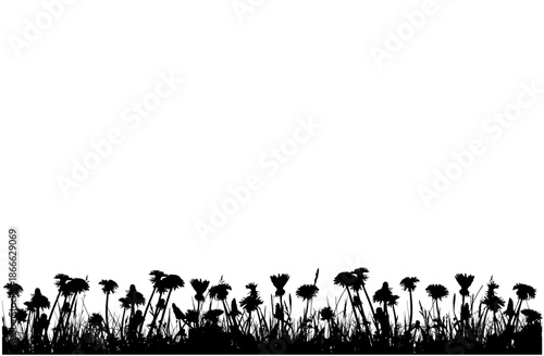 seamless border of dandelion (Taraxacum) plants in grass isolated on white background
