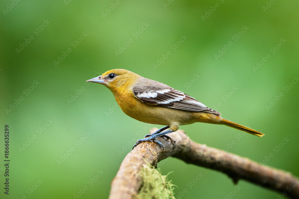 Fototapeta premium Female Baltimore Oriole perched on branch in Costa Rica rainforest