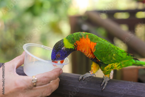 beautiful colored Rainbow Lorikeet Parrot in the zoo drinking nectar