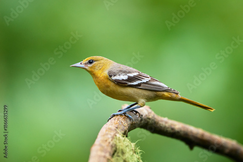 Female Baltimore Oriole perched on branch in Costa Rica rainforest