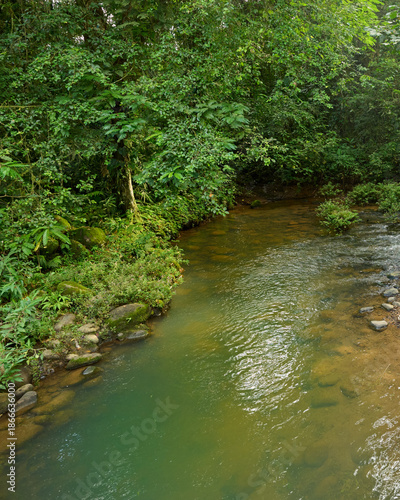 Tropical green forest background with flowing stream in Costa Rica