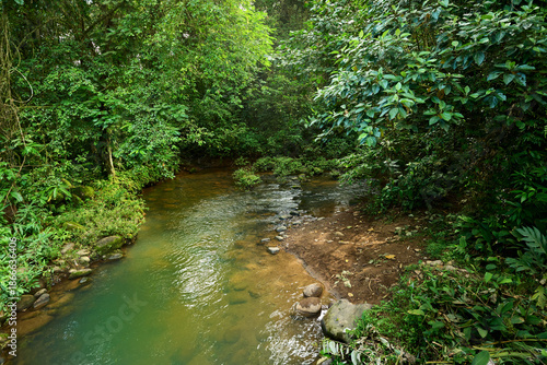 Tropical forest stream flowing through lush Costa Rica jungle