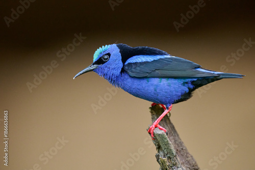 Male Red-legged Honeycreeper perched on branch in Costa Rica rainforest