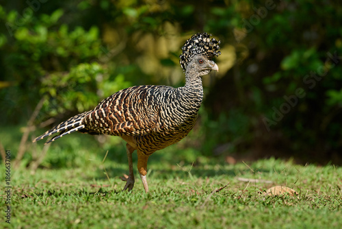 Female Great Curassow barred morph in Costa Rica rainforest