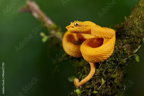 Eyelash viper coiled on branch in Costa Rica rainforest