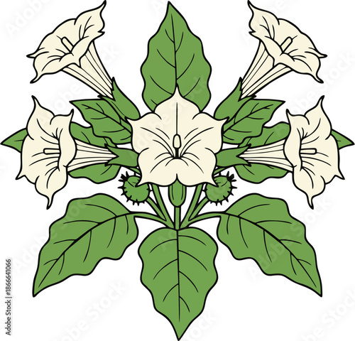 Symmetrical White Datura Trumpet Flowers Spiky Fruits Leaves Flat Vector