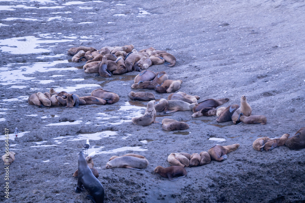 Fototapeta premium South American fur seal (Arctocephalus australis)