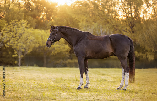Canvastavla Dressage Equestrian conformation profile black tobiano horse warmblood