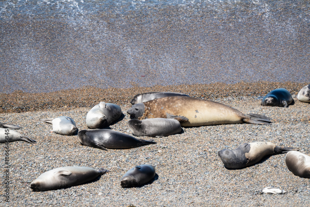 Fototapeta premium Southern Elephant Seal Mirounga leonina