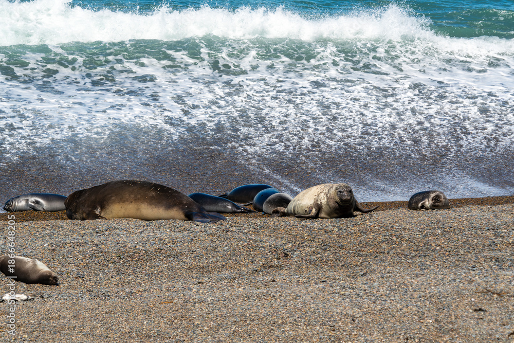 Fototapeta premium Southern Elephant Seal Mirounga leonina