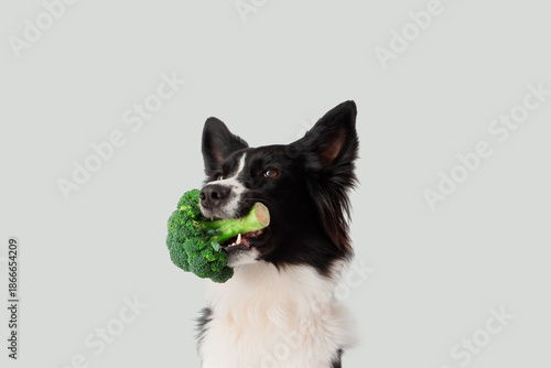 Border Collie dog with broc...
