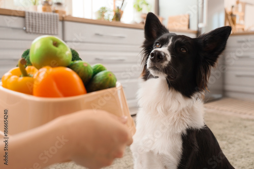 Woman feeding Border Collie...