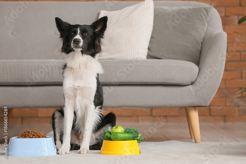 Border Collie dog and feedi...