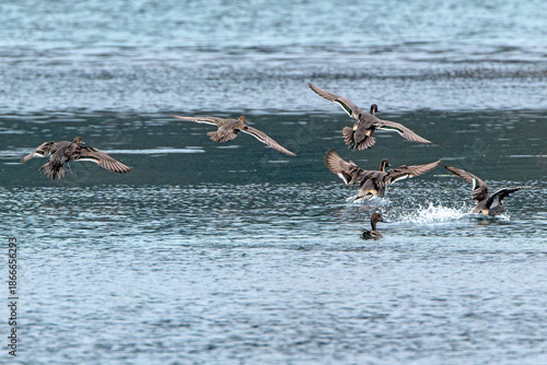 Northern Pintail Ducks landing in estuary