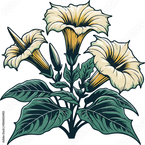 Cream White Datura Trumpet Flowers Buds Leaves Ornate Line Art Illustration