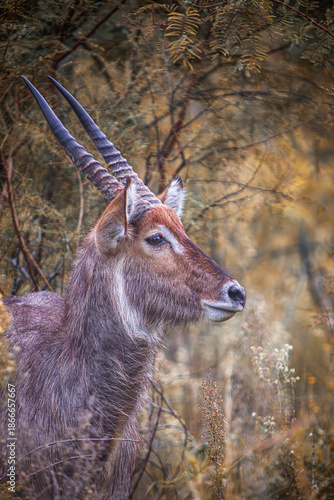 Waterbuck portrait