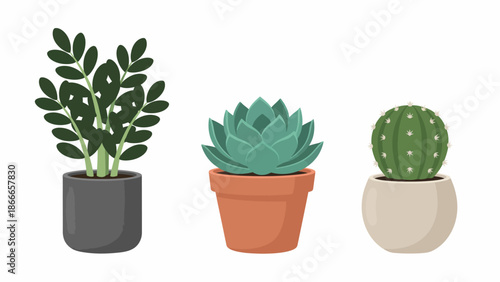 Vector Set of Indoor Houseplants Including ZZ Plant, Echeveria Succulent and Cactus in Decorative Pots