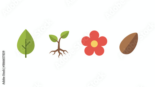 Vector Set of Plant Life Cycle Icons Including Seed, Sprout, Leaf and Flower for Gardening Design