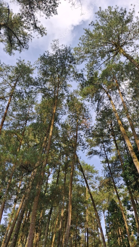 Fototapeta premium Tall Pine Trees Forest Viewed from Below Against Blue Sky