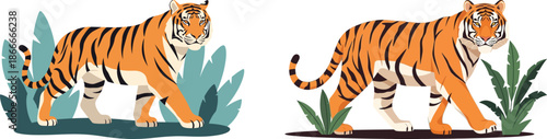 Set of two walking tiger illustrations in a flat vector style isolated on a white background.