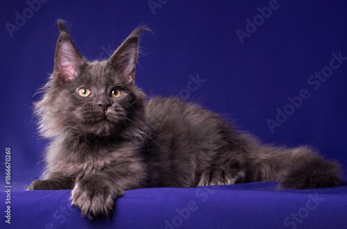 Adorable cute maine coon kitten on blue background in studio, isolated.