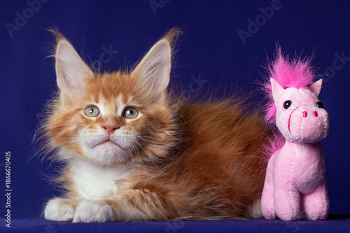 Adorable cute maine coon kitten on blue background in studio, isolated.