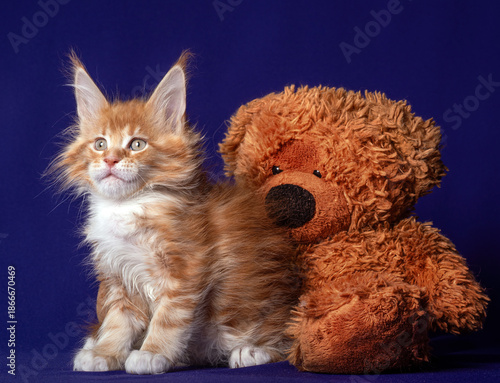Adorable cute maine coon kitten on blue background in studio, isolated.