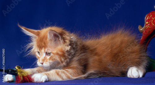 Adorable cute maine coon kitten on blue background in studio, isolated.