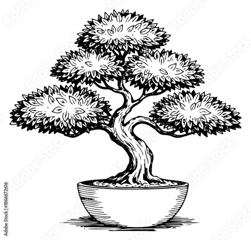 Hand drawn line art illustration of a bonsai tree depicting a small ornamental plant for asian culture designs
