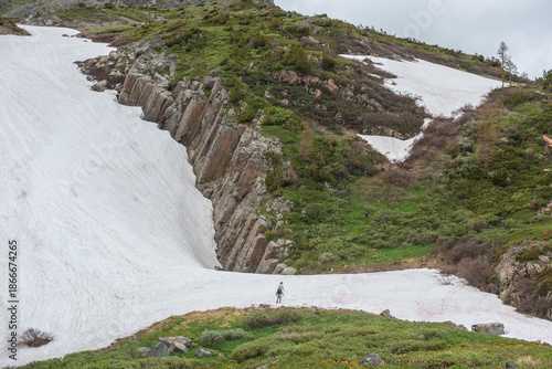 Scenic alpine scenery to flowering grassy meadow against large snowfield near big hill with lush wild flora and rocks of parallelepipeds shapes. Vivid orange flowers of trollius among green grasses.