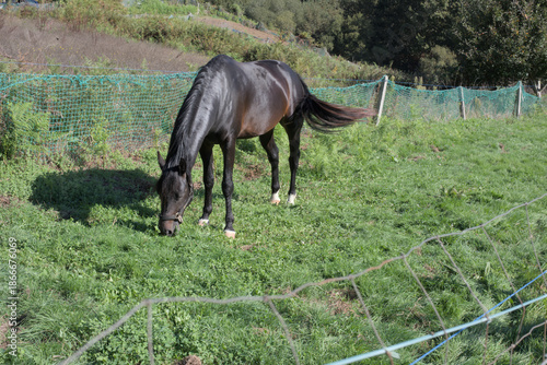 A Dark Brown Horse in a Fenced Pasture