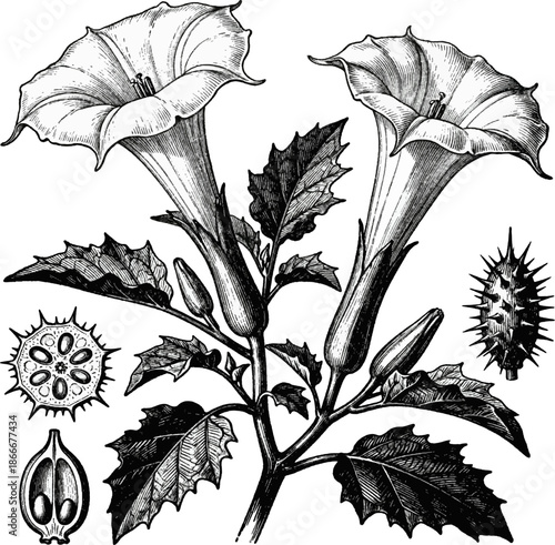 Vintage Botanical Engraving Datura Stramonium Thorn Apple Flowers Pods Leaves