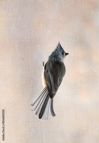 Tufted titmouse standing on the net wire screen