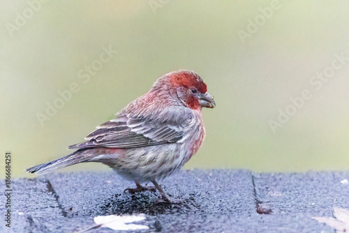 A beautiful house finch sitting on the roof