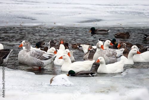 Geese and mallard ducks on a frozen river on winter