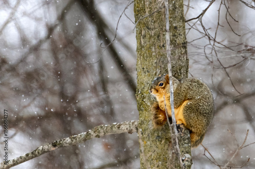 A cute squirrel sitting on tree branch while snowing
