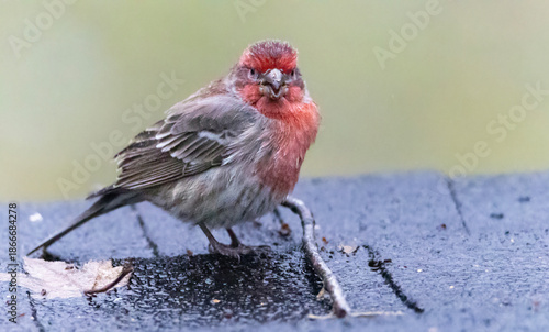 A beautiful house finch on a rainy day