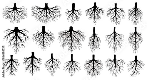 Set of various detailed tree root system silhouettes in black on white background.