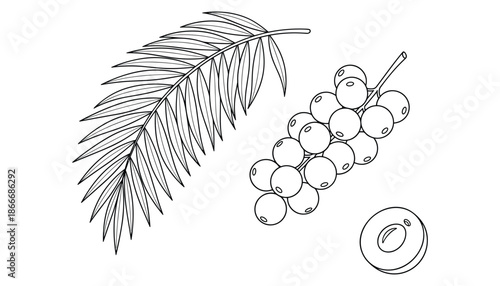 Acai palm branch with berry fruit outline drawing sketch on transparent background isolated