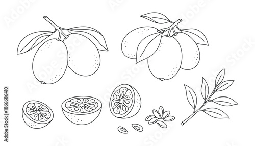 Fresh calamansi fruit with leaves and seed slice outline drawing isolated on transparent backdrop