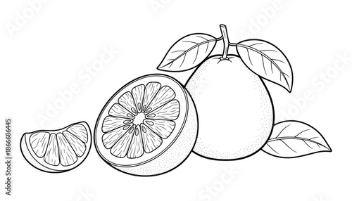 Grapefruit with leaf and slice outline drawing isolated on transparent background vector