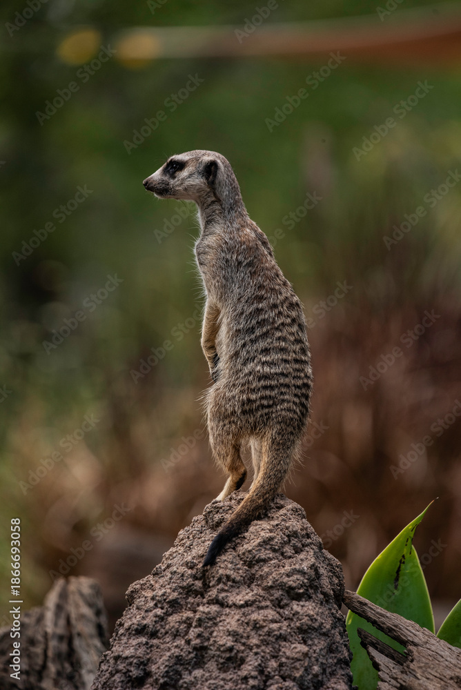 Fototapeta premium Portrait of a meerkat close up
