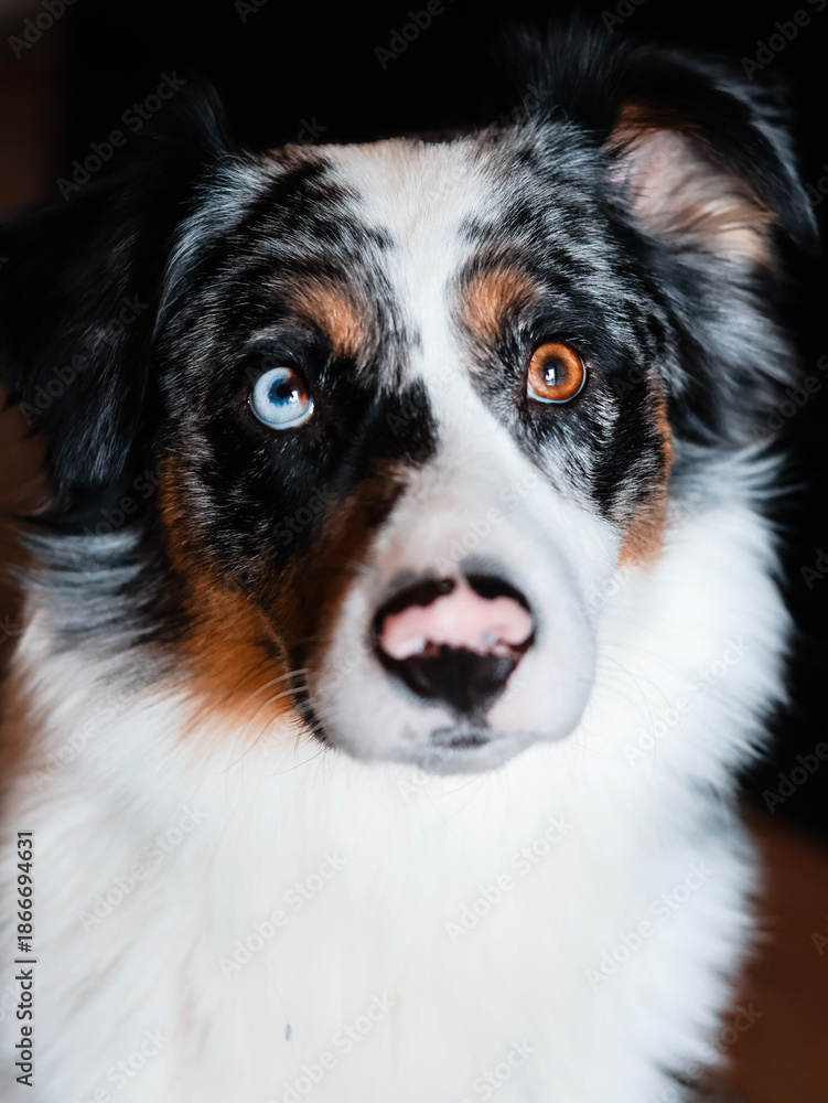 Fototapeta premium Border Collie