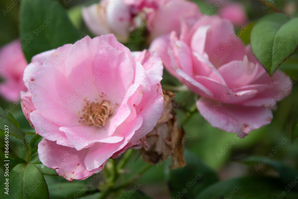 Obraz premium a closeup of pink rose flowers 