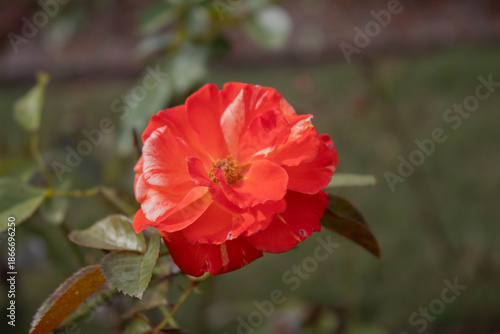 Photography rumble of the red rose