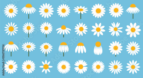 Large collection of white daisy or chamomile flowers showing various angles and stages of bloom for botanical and floral designs.